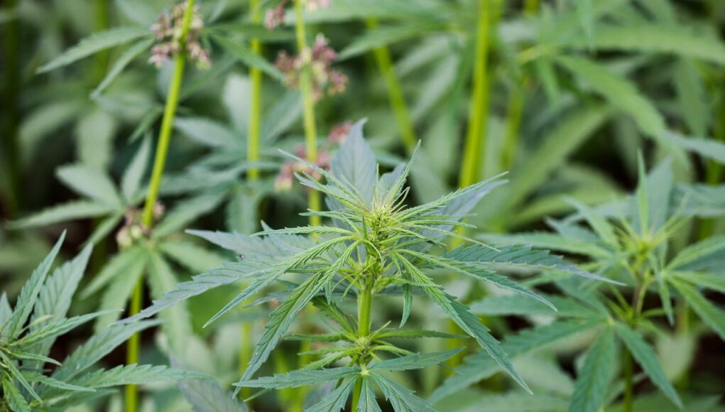foto di foglie di cannabis