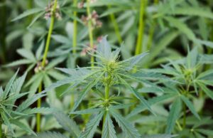 La cultura della cannabis: semi, identità e comunità foto di foglie di cannabis