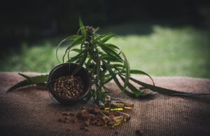 La coltivazione della cannabis sativa a partire dai semi: quali sono i vantaggi info per coltivare la cannabis