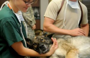 Amore è… Prendersi cura: la tutela degli amici a quattro zampe animali