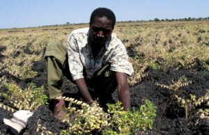 Il made in Italy agricolo si regge sullo sfruttamento dei braccianti stranieri Braccianti