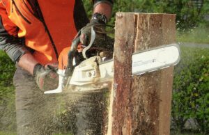 Mille cittadini scrivono ai candidati sindaco per fermare l’abbattimento di alberi