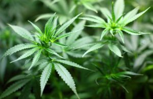 Il referendum cannabis avanza, la cannabis light soccombe Referendum cannabis