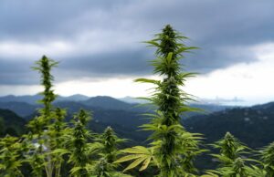 Italia: in netta crescita il business della canapa canapa light