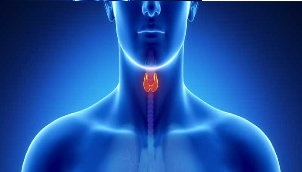 yonof endocrinologia online