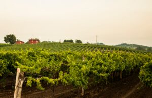 Zola Jazz&Wine torna “Fuori Porta” ZolaJazz&Wine_FotoGiuseppeGiuliano
