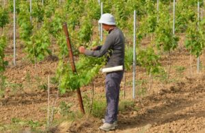 Reddito di cittadinanza, i dati sugli stagionali smentiscono i piagnistei Stagionali