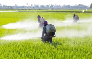 L’Emilia-Romagna metterà al bando il glifosato in agricoltura e non solo Glifosato