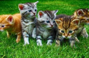 Le 3 curiosità sui gatti che non sapevi gatti