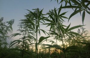 Come l’industria della canapa sta cambiando l’agricoltura e l’economia per sempre cbd