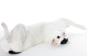 Accessori indispensabili per il benessere del proprio gatto gatti