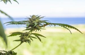 L’evoluzione di Jointoyou