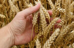Crisi del grano: «tra le cause non solo guerra, ma anche speculazione e cambiamento climatico» Aumento prezzi