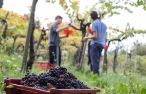 I giovani braccianti agricoli italiani preferiscono la vendemmia in Francia Braccianti agricoli
