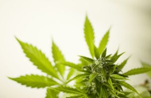 Hashish ‘legale’: cos’è e quali sono le caratteristiche hashish legale