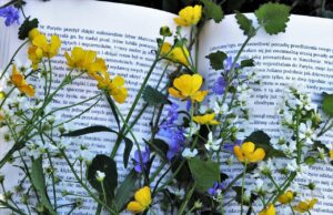 Libri per l’estate (e tutte le altre stagioni): i consigli di lettura Consigli di lettura