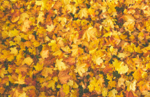 Giallo ocra, colore autunno 2022: idee look per essere alla moda giallo foglie