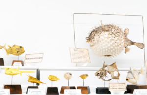 La collezione fluttuante che porta l’arte dei musei bolognesi al MamBo arte