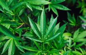 Non solo midterm, la cannabis legale avanza negli Stati Uniti Cannabis legale