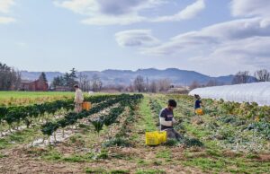Un’altra idea di agricoltura è possibile: la Comunità di Arvaia