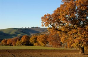 Itinerari a piedi in Appennino bolognese, un’avventura tra la natura e la cucina tradizionale itinerari a piedi appennino bolognese