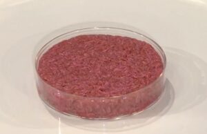 Carne coltivata: il governo dice no, ma per ambiente e animali è il futuro Carne coltivata