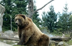 JJ4 scagionata da una perizia, la foga orsicida di Fugatti crea disastri orsa trentino
