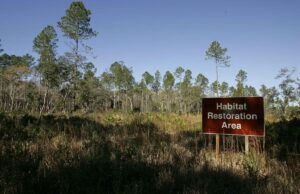 La Nature Restoration Law, tra il boicottaggio della destra e dell’agroindustria Nature Restoration Law