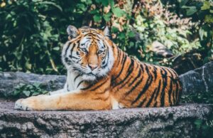 Canzoni animalesche, la playlist della musica ispirata dagli animali Canzoni animalesche