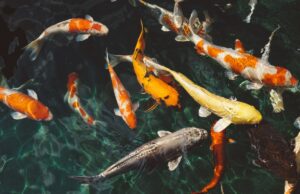 Canzoni per abboccare, la playlist sui pesci del primo aprile Pesci