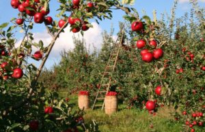 Distretti del biologico, l’Emilia-Romagna è la prima Regione ad avere una legge Distretti del biologico