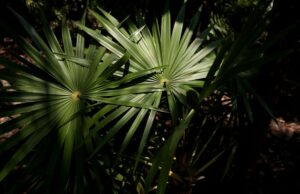 “Selvatico ancestrale”, una mostra sulla resistenza della natura Selvatico Ancestrale