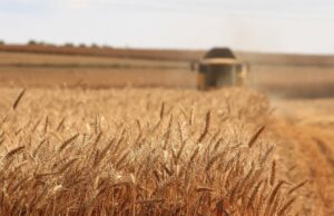 Induttori di resistenza: a cosa servono in agricoltura