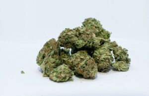 Santori e i Radicali a Caivano: «Per combattere le mafie serve legalizzare la cannabis» Caivano