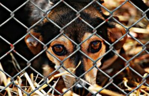 Come gli umani: 10 dicembre Giornata Internazionale per i Diritti degli Animali