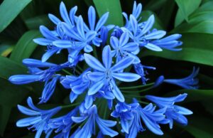 Fiori bulbosi nella cultura e nell’arte italiana fiori bulbosi