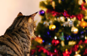 Albero di Natale a prova di animali domestici