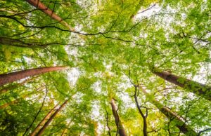 In difesa degli alberi, le molte proteste per salvare le piante a Bologna Alberi