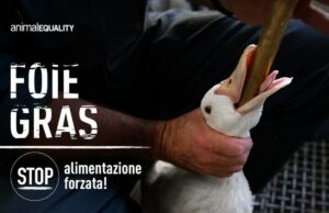 No all’alimentazione forzata per il foie gras: la campagna di Animal Equality Alimentazione forzata