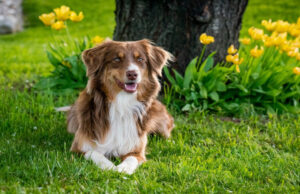 L’addestramento canino: l’importanza di padroneggiare la comunicazione, per una bella relazione tra umano e animale