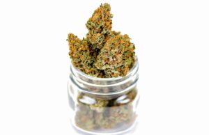 Cannabis light, l’iper-proibizionismo mette fuori legge anche ciò che droga non è Cannabis light