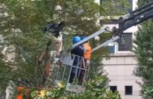 Delirio al Parco Don Bosco, abbattimenti di alberi in barba alla sicurezza Parco Don Bosco
