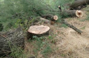 Parco Don Bosco, Camilla esce da Missione Clima e i comitati milanesi difendono la protesta Parco Don Bosco