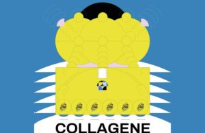 Tornano le “proteine culturali” di Collagene Collagene