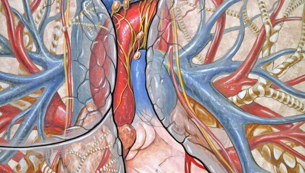 Ecocolordoppler Bologna