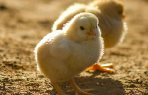 Sono 30 Milioni i pulcini maschi uccisi ogni anno: Animal Equality chiede interventi concreti Pulcini maschi