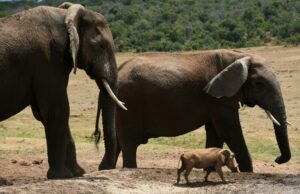 I parchi nazionali della Tanzania: dove ammirare i Big Five