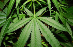 Indica Sativa 2025: per tre giorni Bologna Capitale Mondiale della Canapa fiera