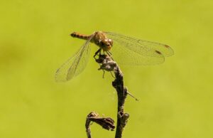 Al Festival della Divulgazione arriva la difesa del suolo e della biodiversità Biodiversità