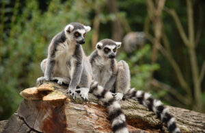 Quali animali si possono vedere in un safari in Madagascar? safari-in-Madagascar